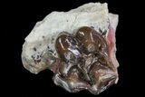 Oligocene Horse (Mesohippus) Tooth In Jaw Section #73630-2